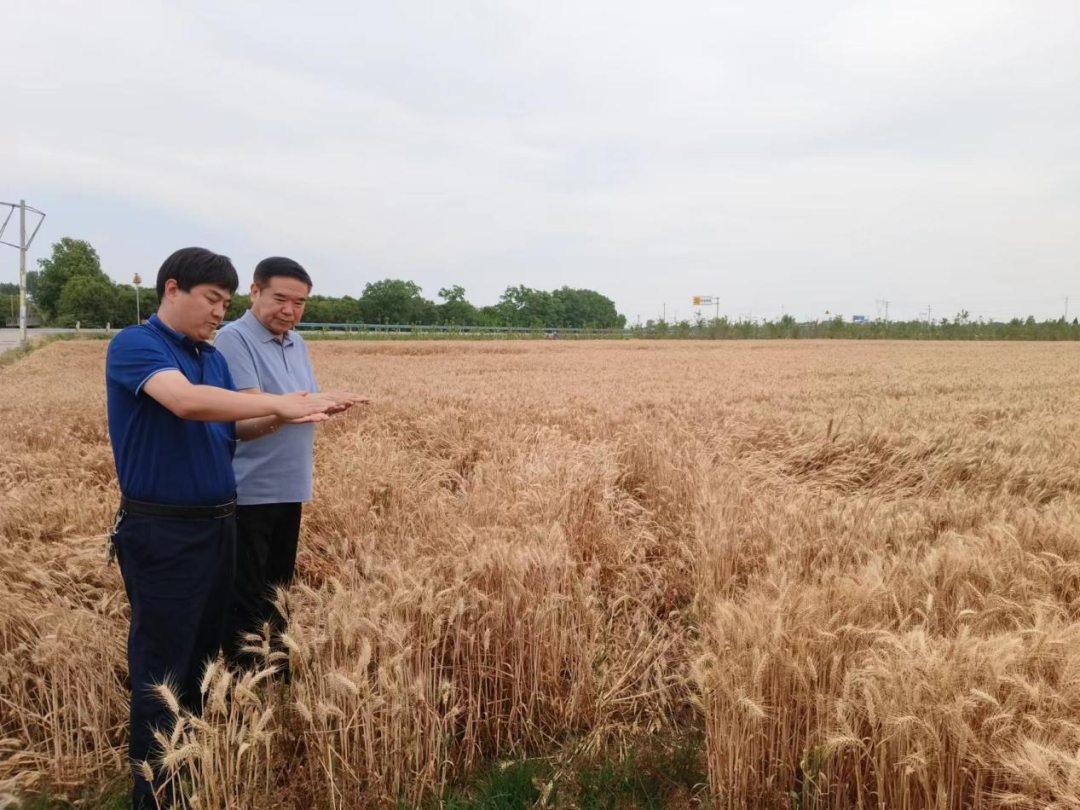 56.谢总看夏粮食.png